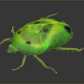 Vibrant Green Beetle with Glossy Shell and Black Spots Displaying Shiny Body on Dark Background