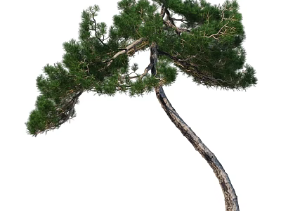 Curved Trunk Arbor With Lush Green Foliage And Natural Shape 3d model