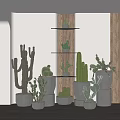 Bonsai Potted Cactus And Succulent Plants In Ceramic Pots On Wooden Shelves