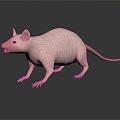 Modern mouse mouse wizard hairless mouse mouse warlock 3d model