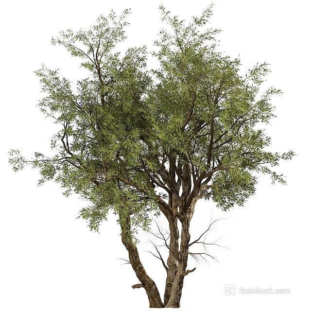 Lush Mature Arbor With Thick Trunk And Leafy Branches And Green Foliage 3d model 