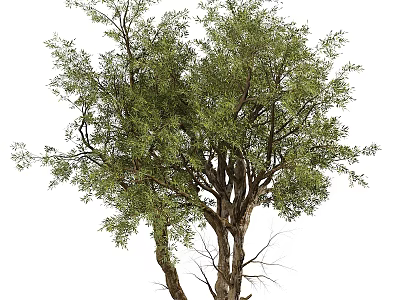 Landscape trees, big trees, street trees 3d model