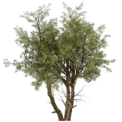 Lush Mature Arbor With Thick Trunk And Leafy Branches And Green Foliage 3d model