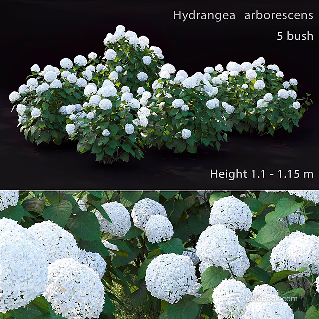 Decorative Ornament Set With White Hydrangea Flowers Green Leaves Height 1.1 To 1.15 Meters 3d model 