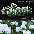 Decorative Ornament Set With White Hydrangea Flowers Green Leaves Height 1.1 To 1.15 Meters