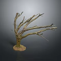 Bare Tree With Leafless Branches and Natural Soil Base Standing Against Dark Background