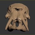 Modern Skull Elephant Skull Elephant Skull Bone Animal Bone 3d model