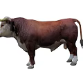 Brown And White Bull With Long Horns In Standing Pose