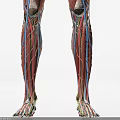 Anatomical View Of Human Head Organ Showing Muscles Blood Vessels Structure