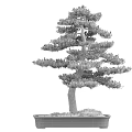 Decorative Bonsai Plant With Green Foliage Brown Trunk In Rectangular Pot And Moss