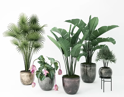 Bonsai Potted Plants With Various Green Leaves Pink Flowers And Ceramic Pots On Stands 3d model