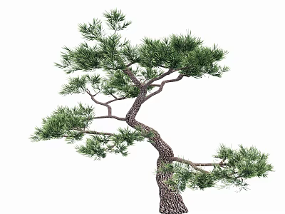 Beautiful Pine Tree With Curved Trunk And Lush Green Foliage For Garden 3d model