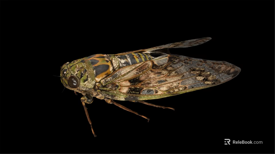 Close Up View Of Cicada With Detailed Body Patterns And Textured Wings On Black Background 3d model 
