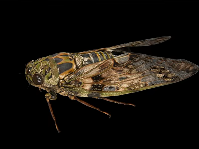 Close Up View Of Cicada With Detailed Body Patterns And Textured Wings On Black Background 3d model