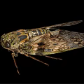 Close Up View Of Cicada With Detailed Body Patterns And Textured Wings On Black Background