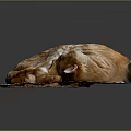 Cute Orange Cat Curled Up Sleeping On Woven Mat Against Dark Background
