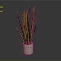 Green and Yellow Striped Leaves Plant in Beige Ceramic Pot on Dark Background