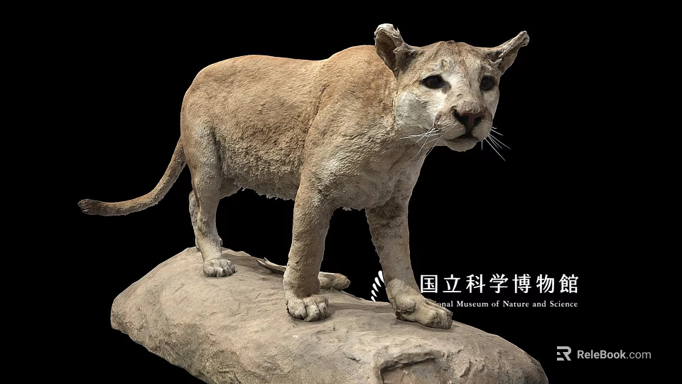 Mountain Lion Specimen Display at National Museum of Nature and Science Standing on Rock Base 3d model 