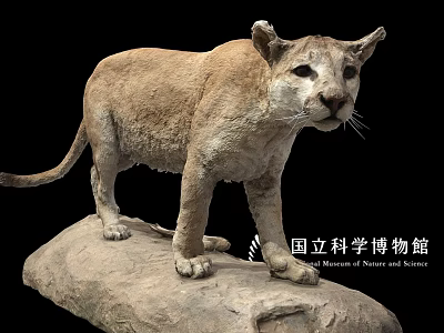 Mountain Lion Specimen Display at National Museum of Nature and Science Standing on Rock Base 3d model