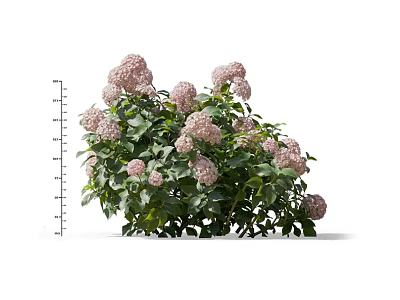 Beautiful Pink Hydrangea Plant With Lush Green Leaves And Blooming Flowers In Garden 3d model