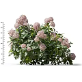 Beautiful Pink Hydrangea Plant With Lush Green Leaves And Blooming Flowers In Garden