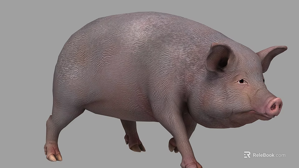 Realistic Gray Pig 3D Model with Detailed Skin and Short Legs 3d model 