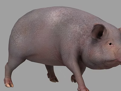 The next generation of film and television realistic pig two maps with a full set of animation with FBX format without controller 3d model