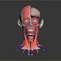 Medical Device Head Anatomical Model with Muscles Blood Vessels and Brain Structure