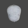 Detailed Human Skull With Textured Surface And Anatomical Features