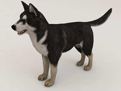 Realistic 3D Model Of A Siberian Husky Dog 3d model