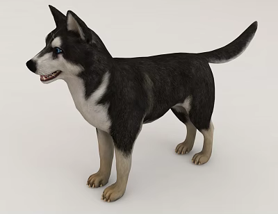 Realistic 3D Model Of A Siberian Husky Dog 3d model Realistic 3D Model Of A Siberian Husky Dog 3d model