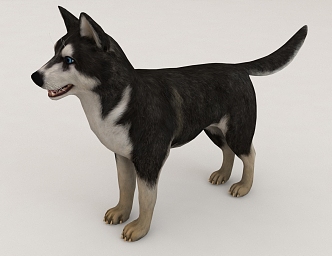 husky puppy pet animal 3d model