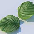 Two Green Leaves With White Stripes On Light Blue Background Showing Vibrant Texture