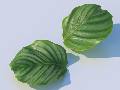 Two Green Leaves With White Stripes On Light Blue Background Showing Vibrant Texture 3d model