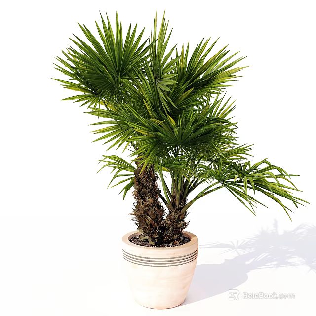 Lush Foliage Bonsai Potted Plant with Palm Tree Two Trunks and Light Colored Pot 3d model 