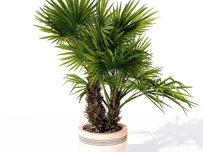 Lush Foliage Bonsai Potted Plant with Palm Tree Two Trunks and Light Colored Pot 3d model