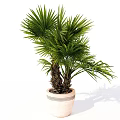Lush Foliage Bonsai Potted Plant with Palm Tree Two Trunks and Light Colored Pot