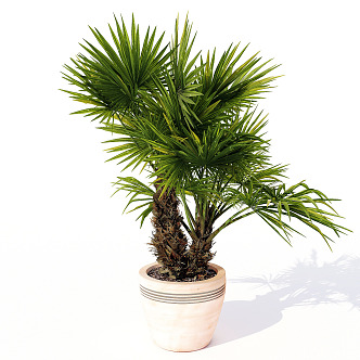 Modern potted plant of Joan palm 3d model