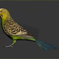 Colorful Budgerigar With Yellow Head Green Body And Blue Tail On Black Reflective Background