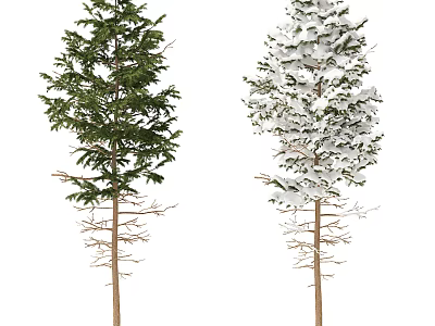 Two Tall Trees With Lush Green Leaves And Snow Covered Branches Isolated 3d model