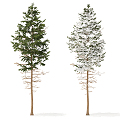 Modern Pine 3d model