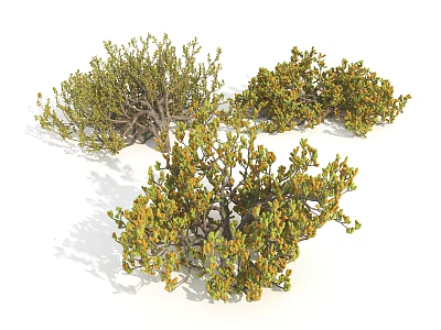 Three Lush Shrubs with Green and Yellow Foliage in Natural Growth 3d model