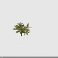 Fresh Dandelion Plant With Bright Yellow Flowers And Serrated Green Leaves