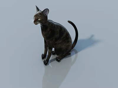 Black Cat Sitting On Smooth Light Colored Floor With Shadow 3d model