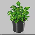 Green Variegated Bonsai Potted Plant With Lush Foliage In Black Decorative Pot