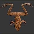 Frog Poison Frog Game Frog Reptile Cold Blooded Animal Reptile 3d model