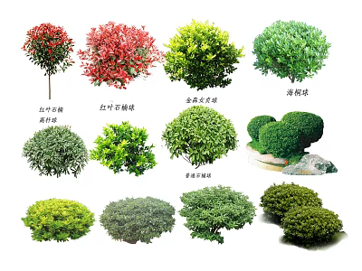 plant green plant tree 3d model