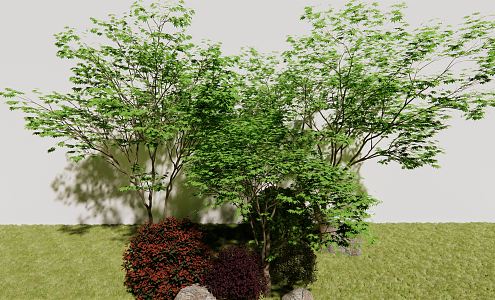 Modern Tree Acer 3d model