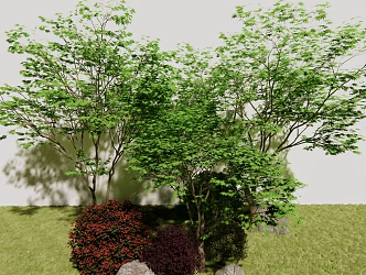 Modern Tree Acer 3d model