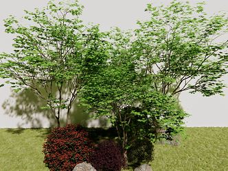 Modern Tree Acer 3d model